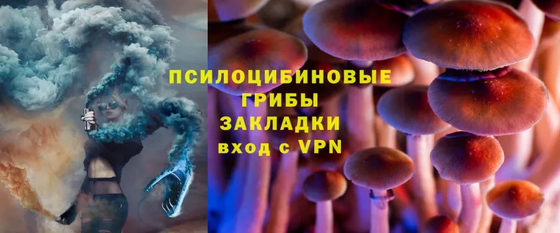 omg ONION  Новокубанск  Псилоцибиновые грибы Psilocybine cubensis 