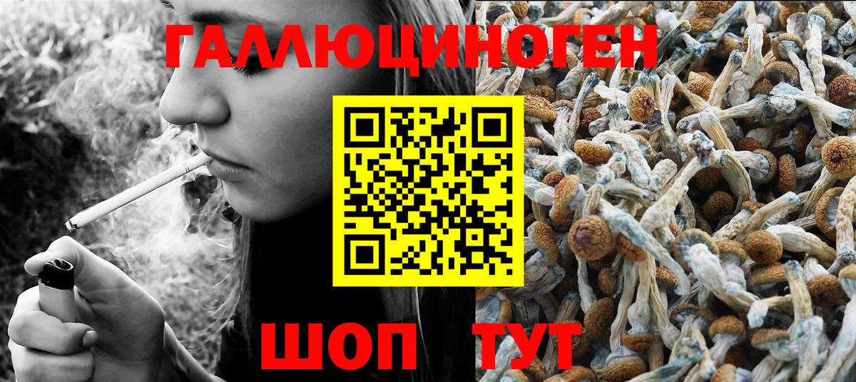 Галлюциногенные грибы Psilocybe Новокубанск
